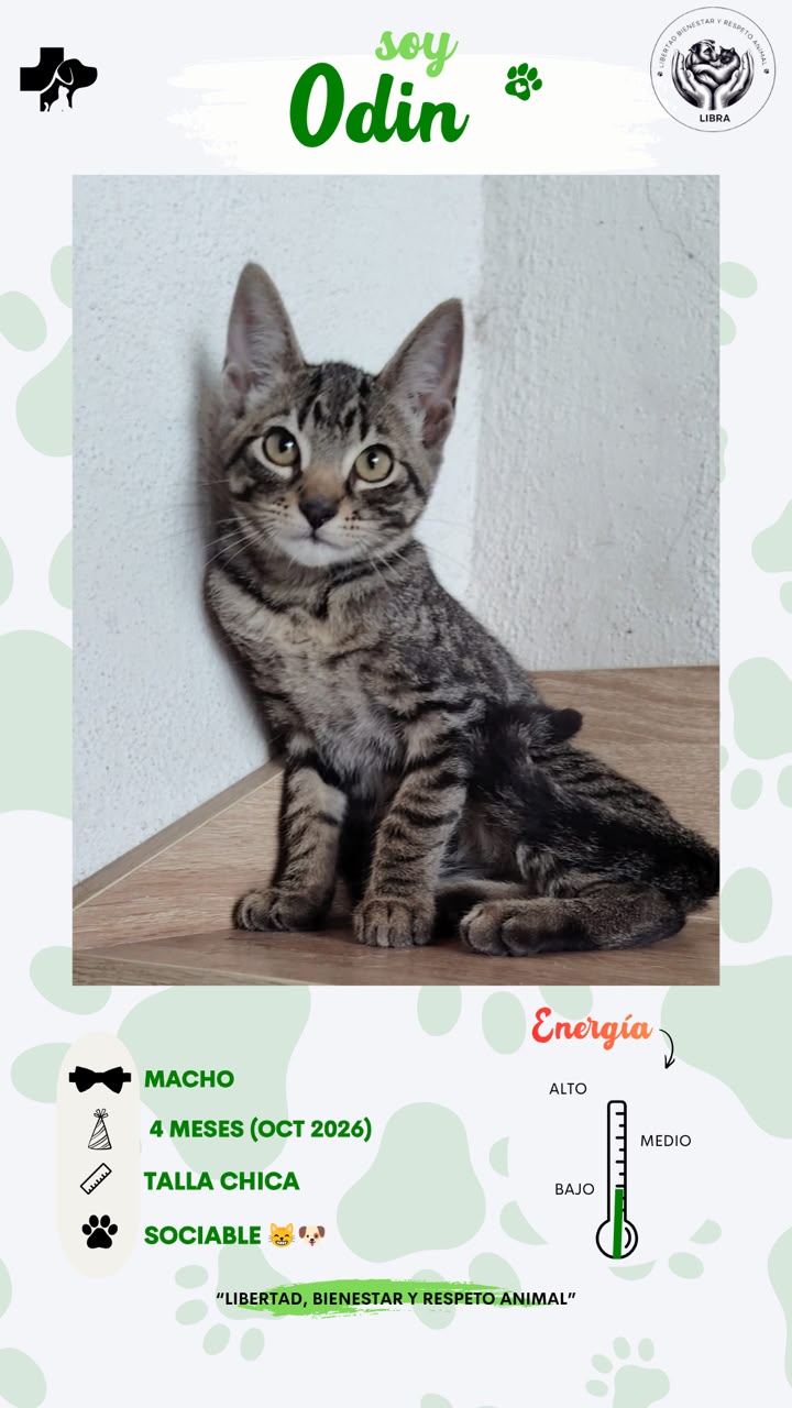 Gato en adopción: Odin
