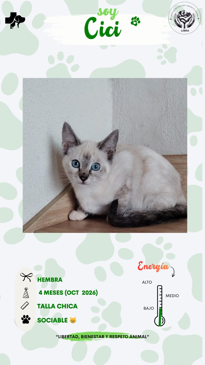 Gato en adopción: Cici