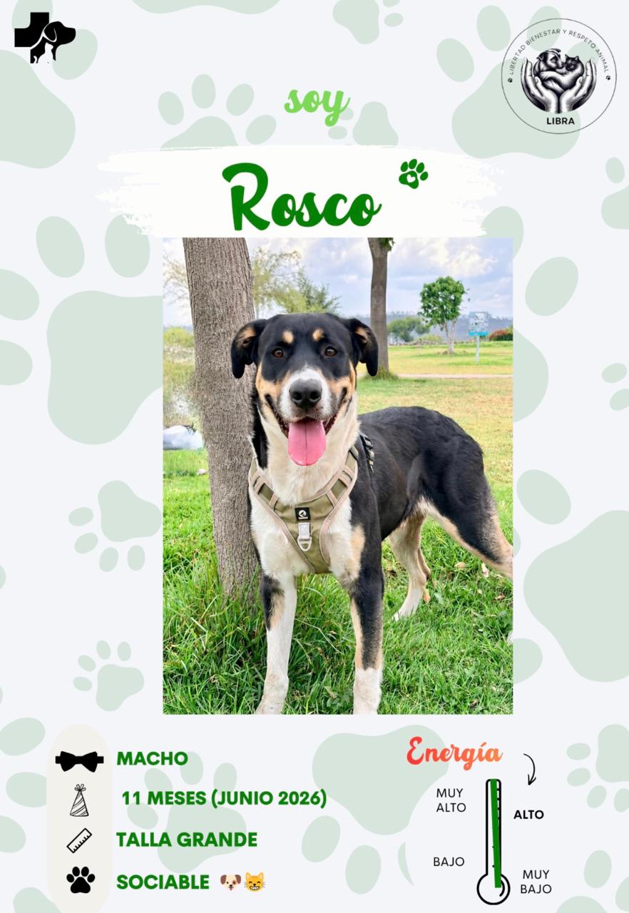 Perro en adopción: Rosco