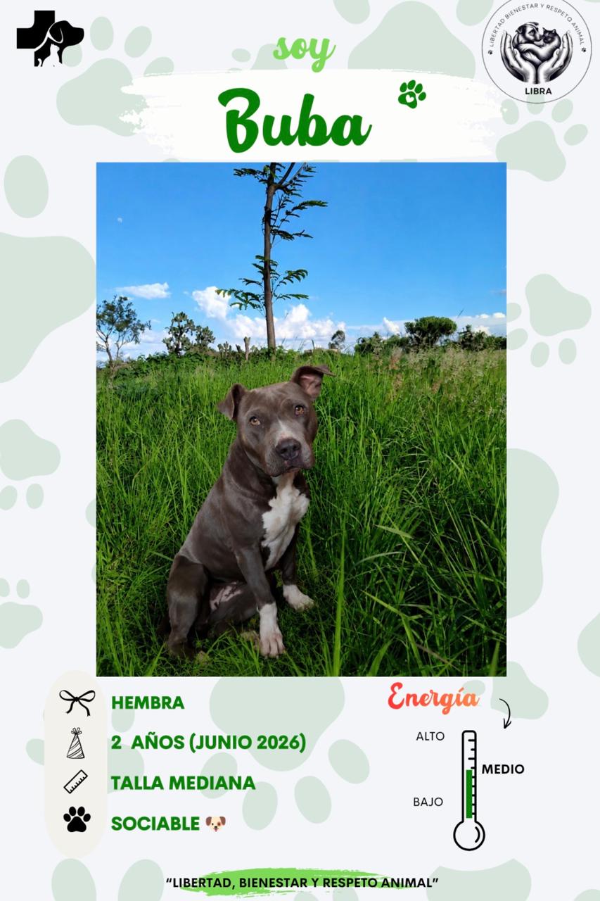 Perro en adopción: Buba