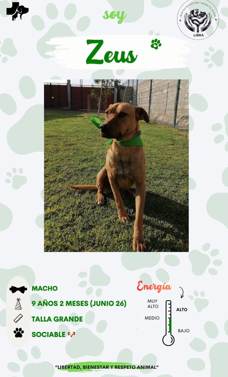 Perro en adopción: Zeus