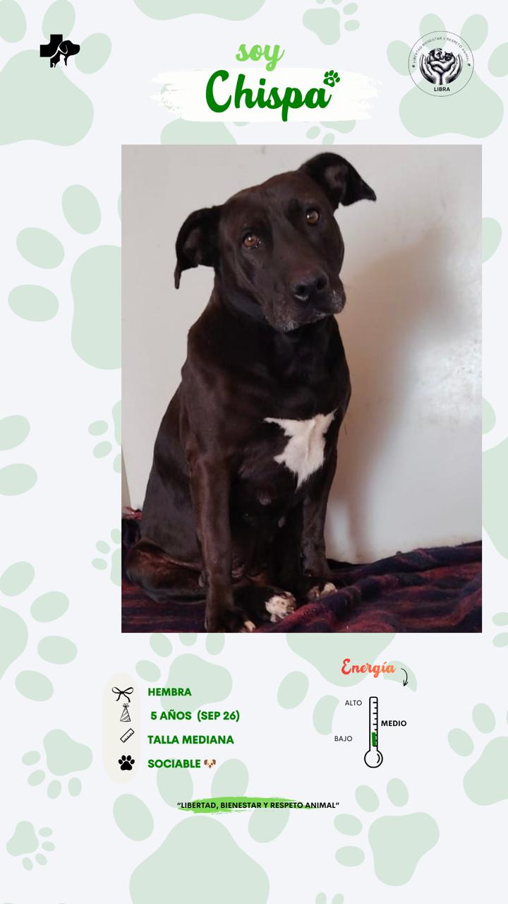 Perro en adopción: Chispa