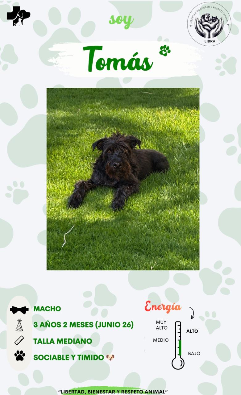 Perro en adopción: Tomás