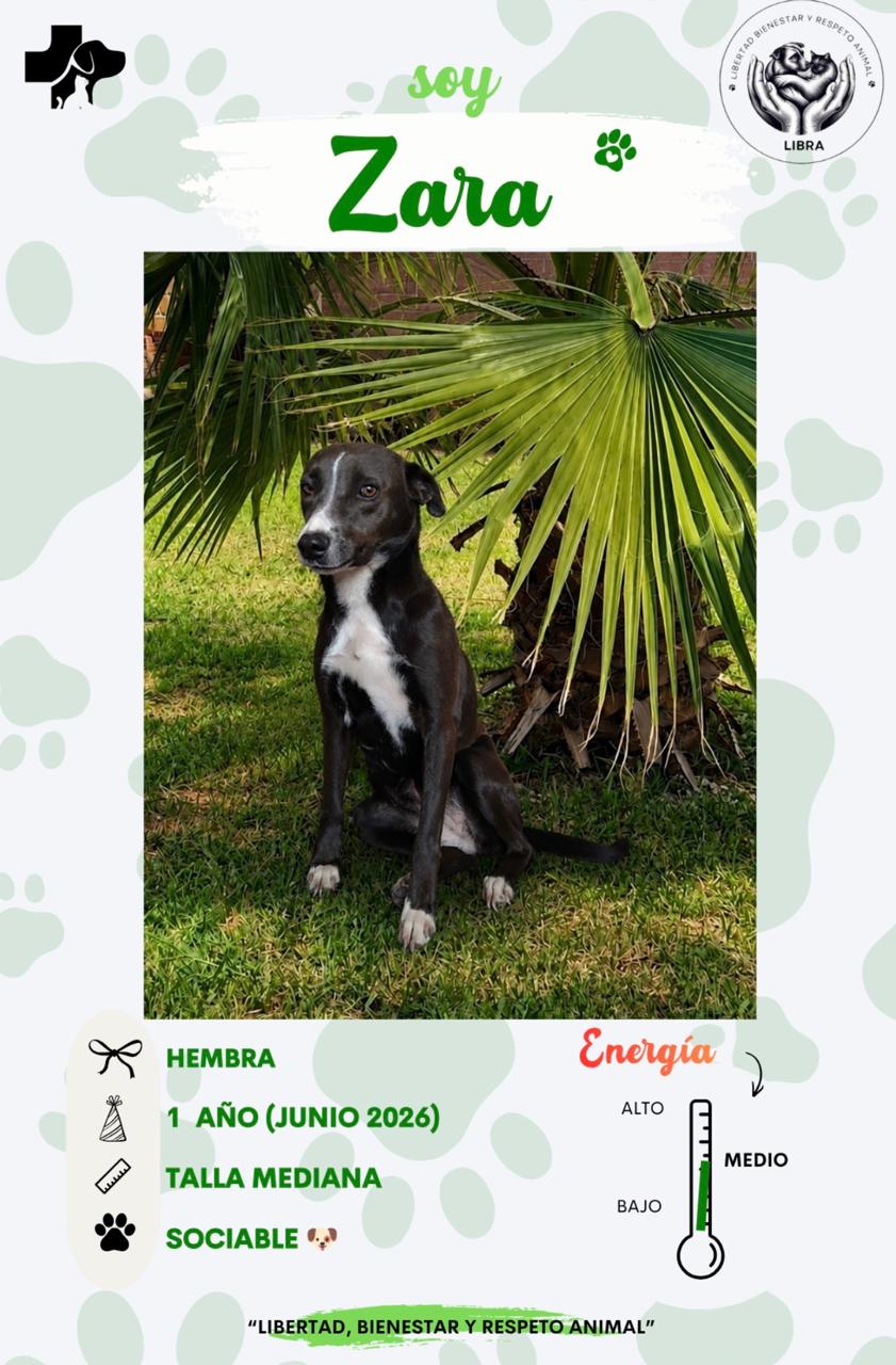 Perro en adopción: Zara