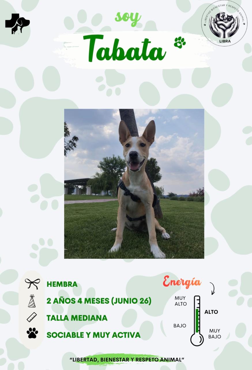 Perro en adopción: Tabata