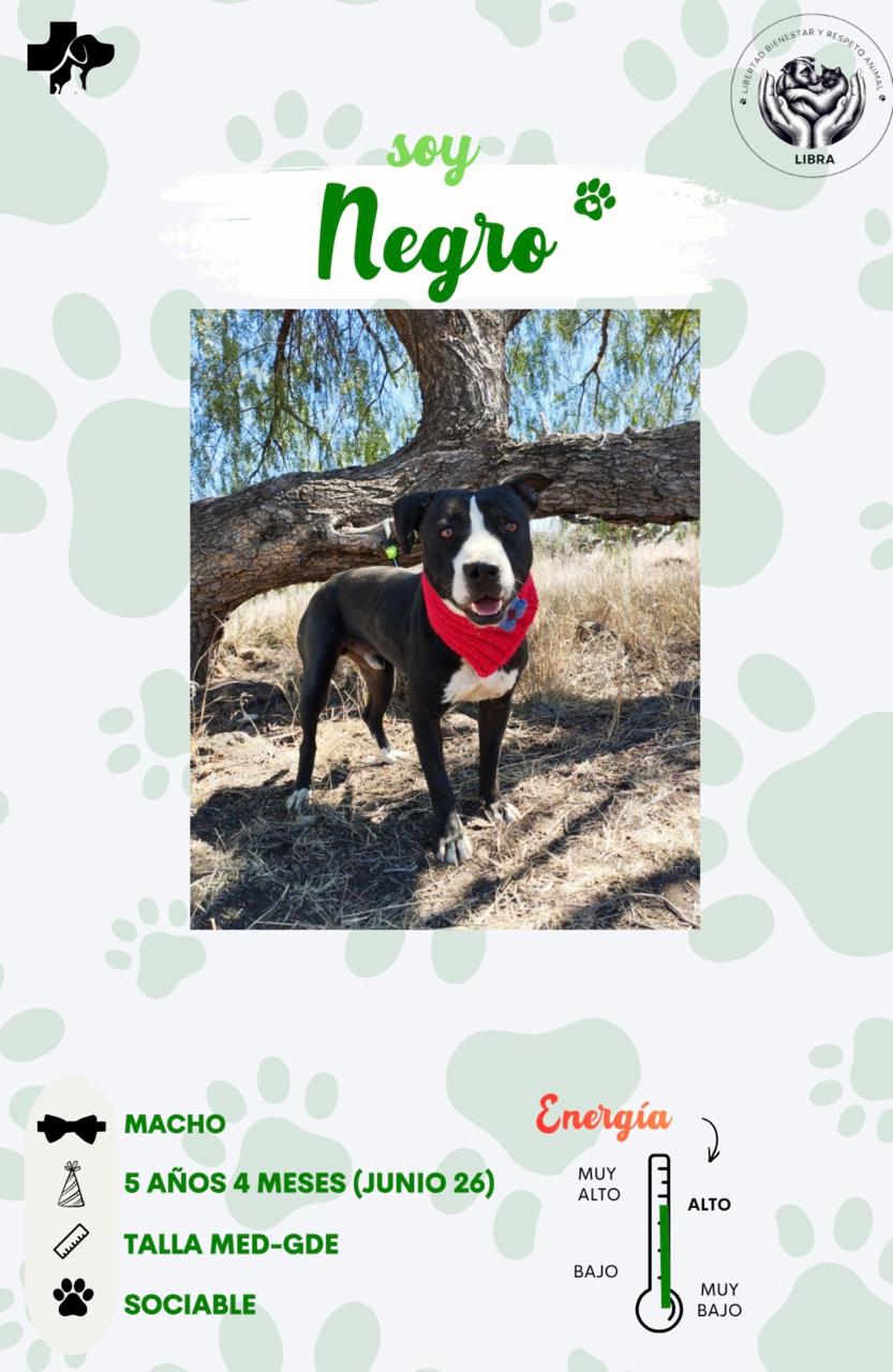 Perro en adopción: Negro