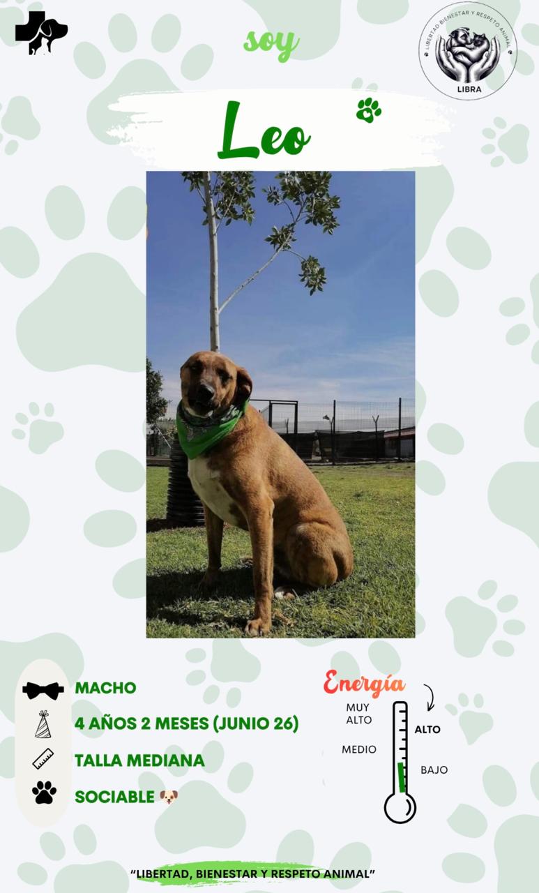 Perro en adopción: Leo
