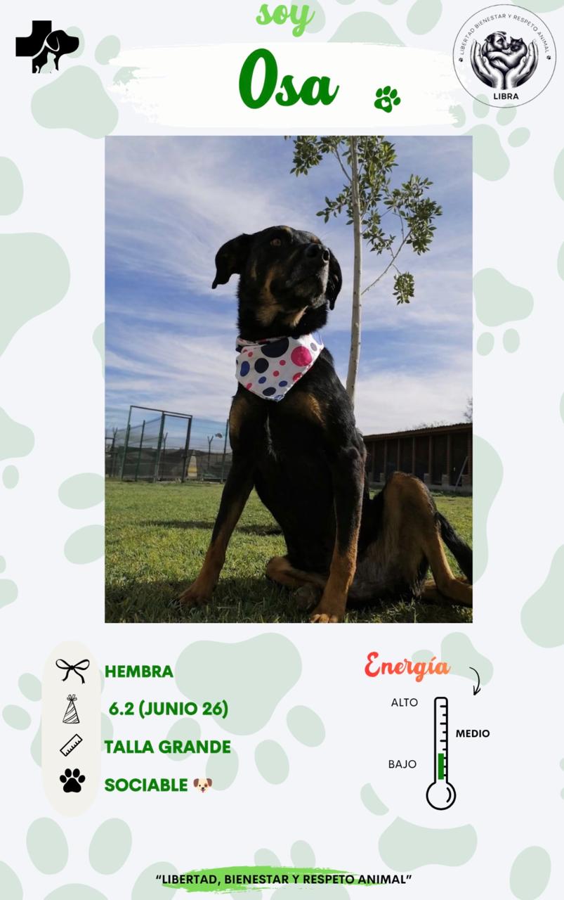 Perro en adopción: Osa