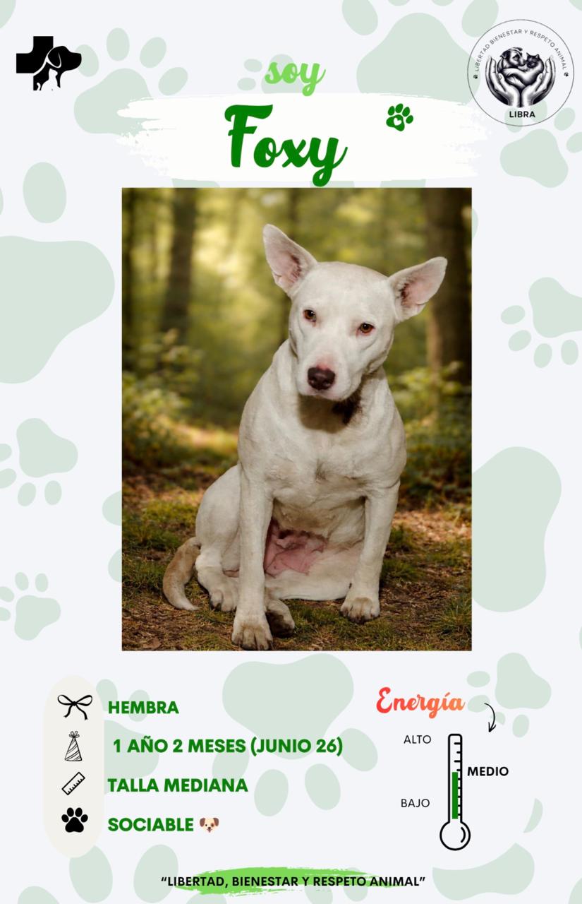 Perro en adopción: Foxy