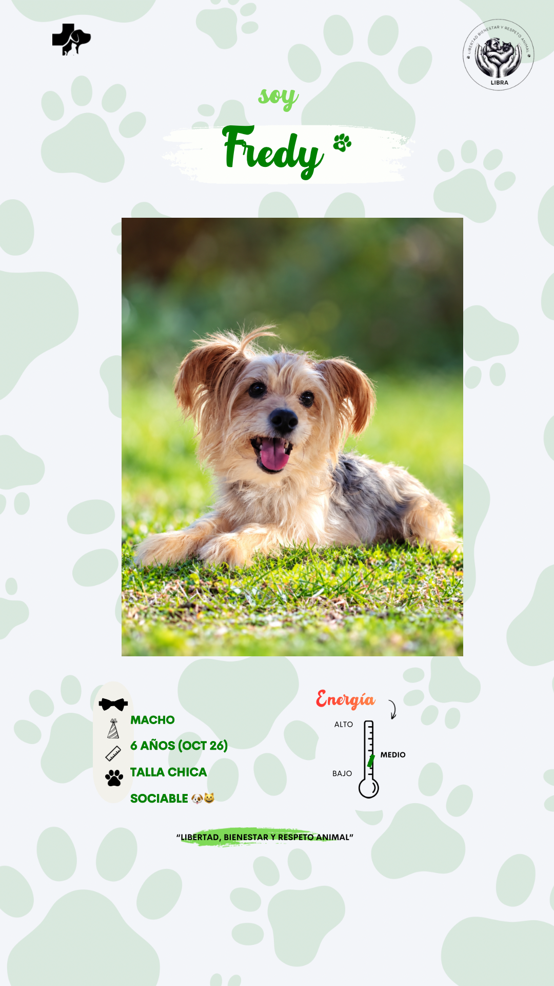 Perro en adopción: Fredy