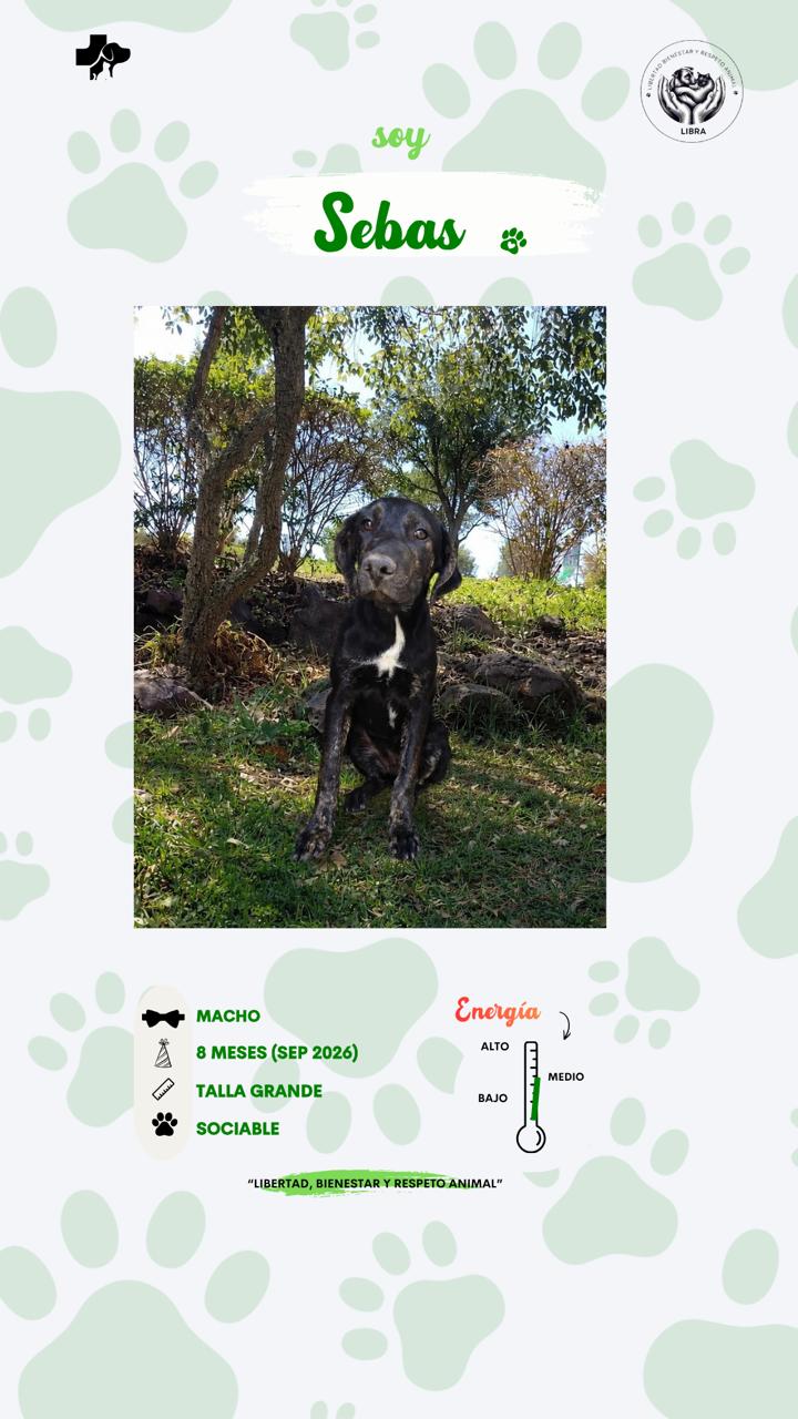 Perro en adopción: Sebas