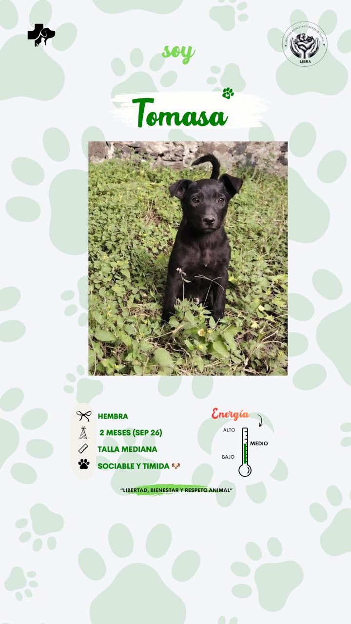 Perro en adopción: Tomasa