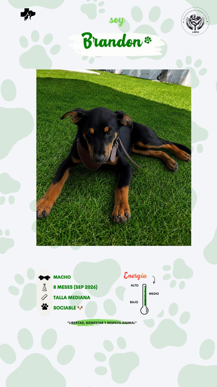 Perro en adopción: Brandon