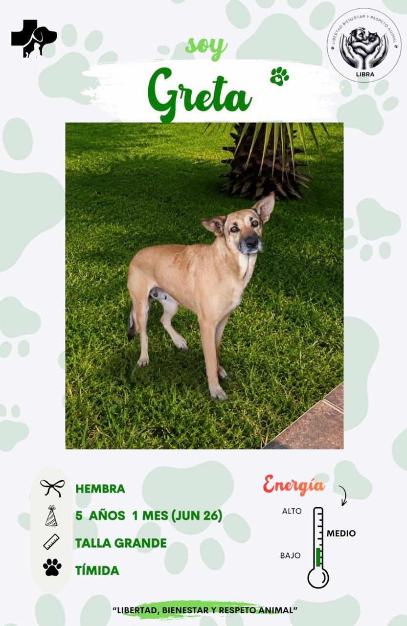 Perro en adopción: Greta