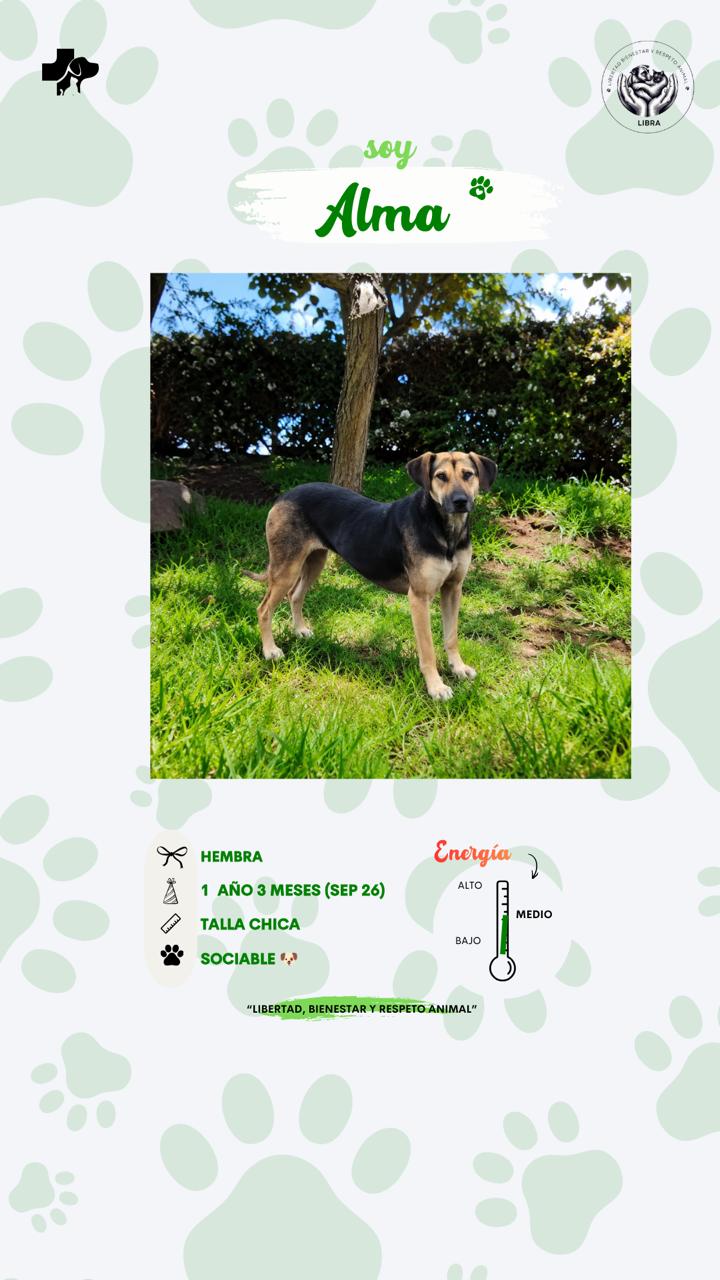 Perro en adopción: Alma