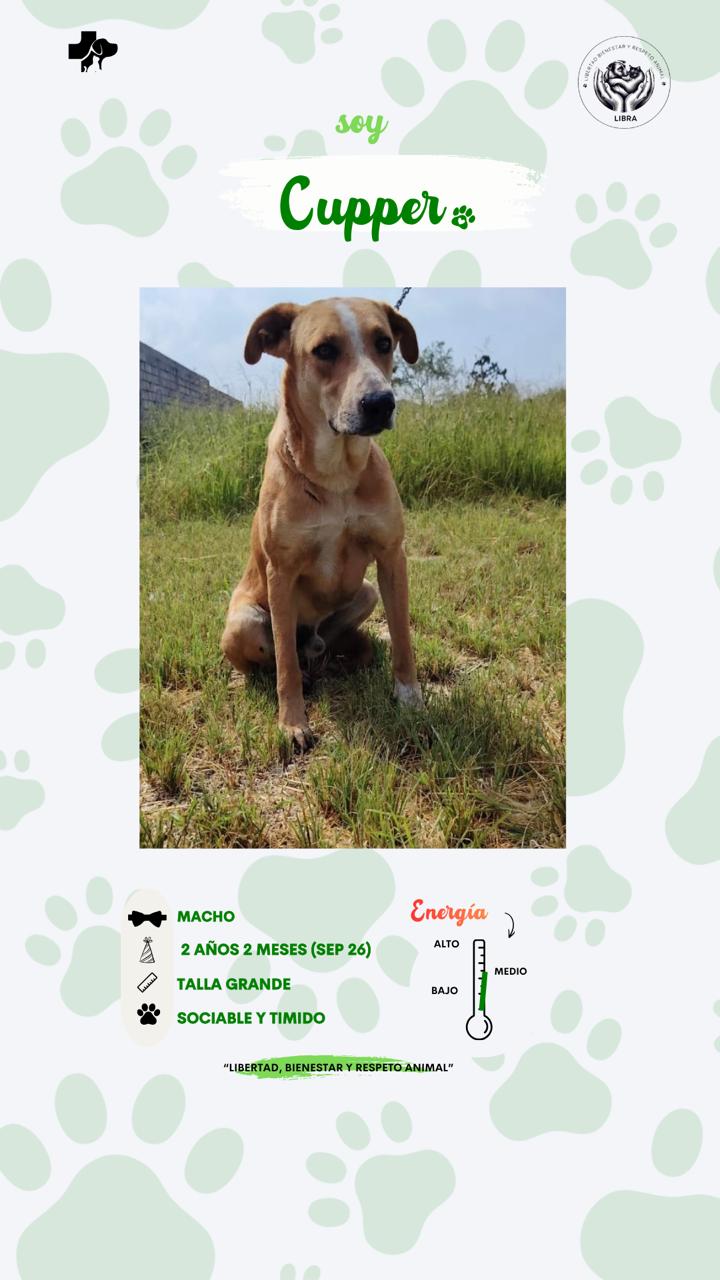 Perro en adopción: Cupper