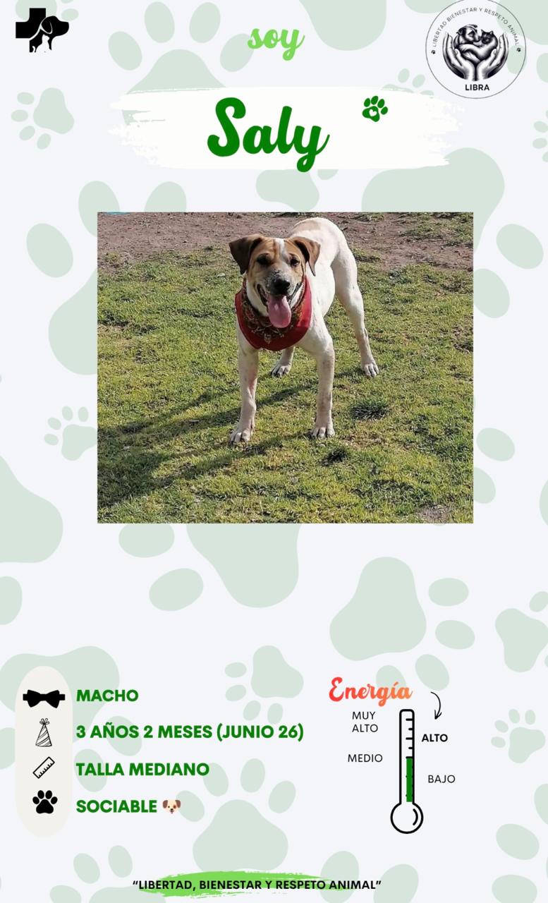 Perro en adopción: Saly