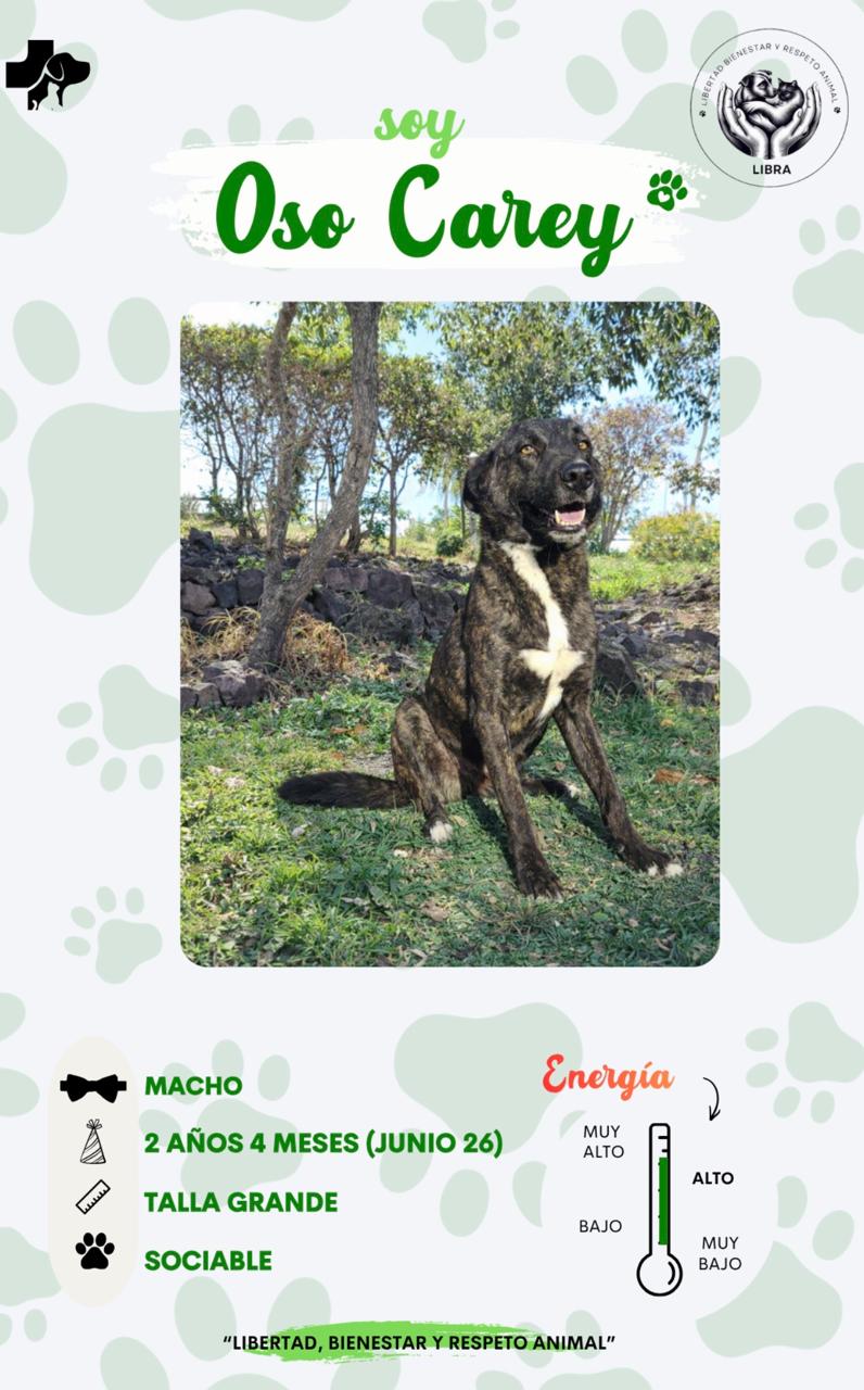 Perro en adopción: Oso Carey