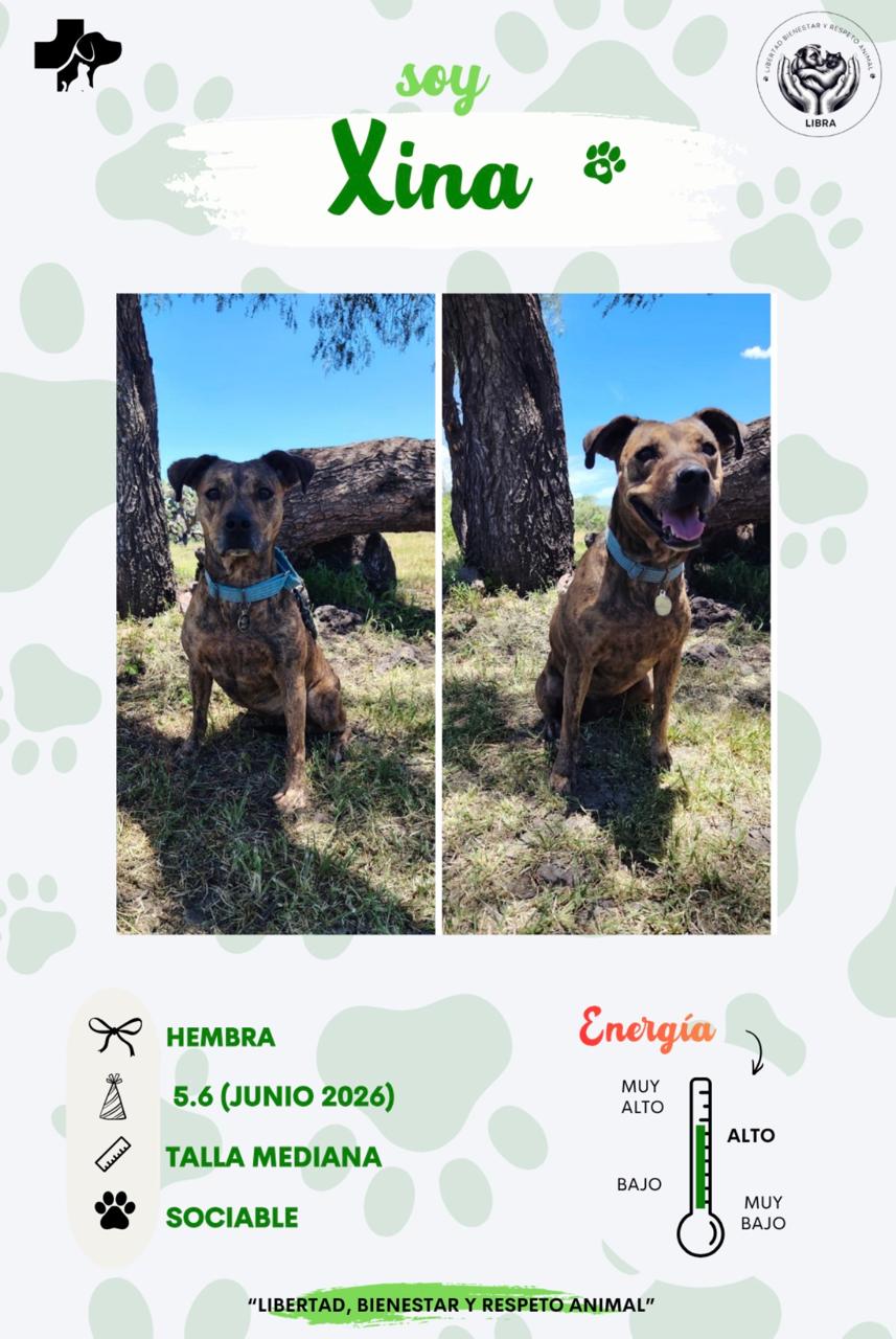 Perro en adopción: Xina
