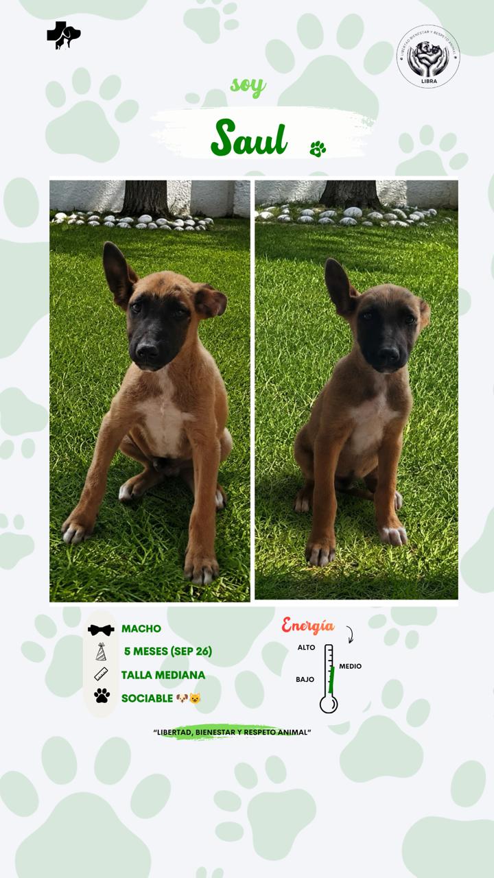 Perro en adopción: Saul