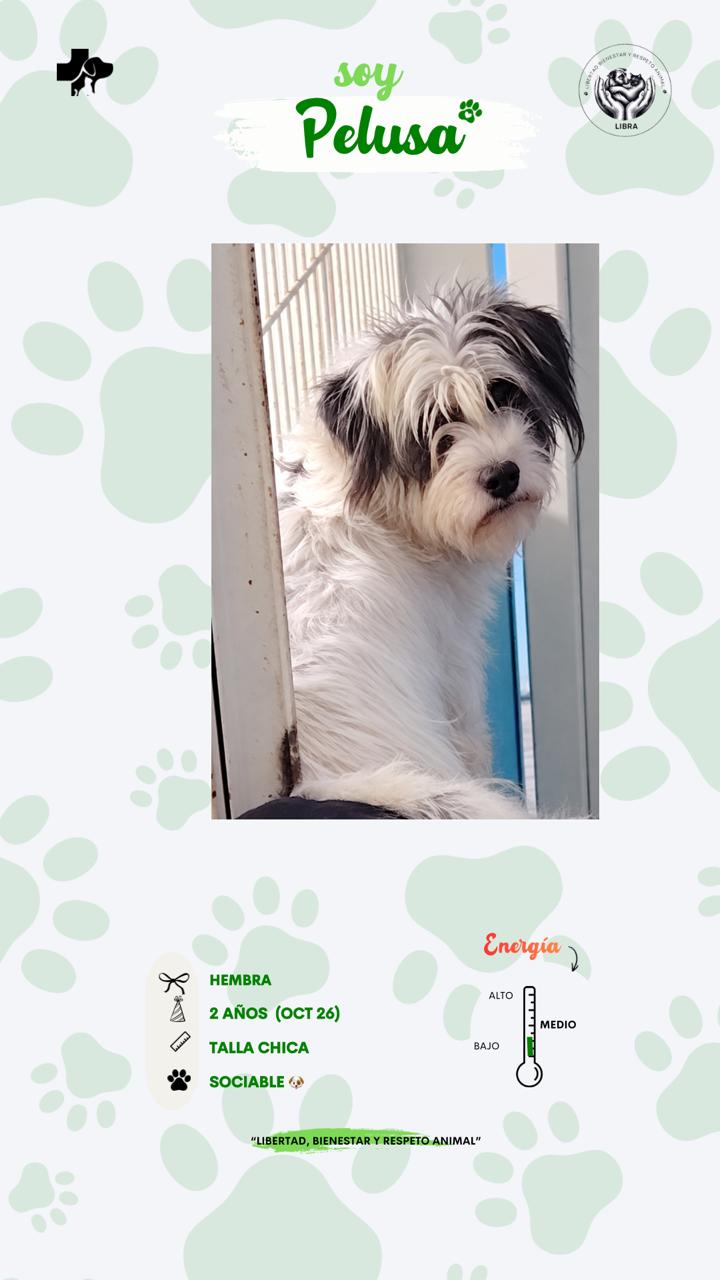 Perro en adopción: Pelusa