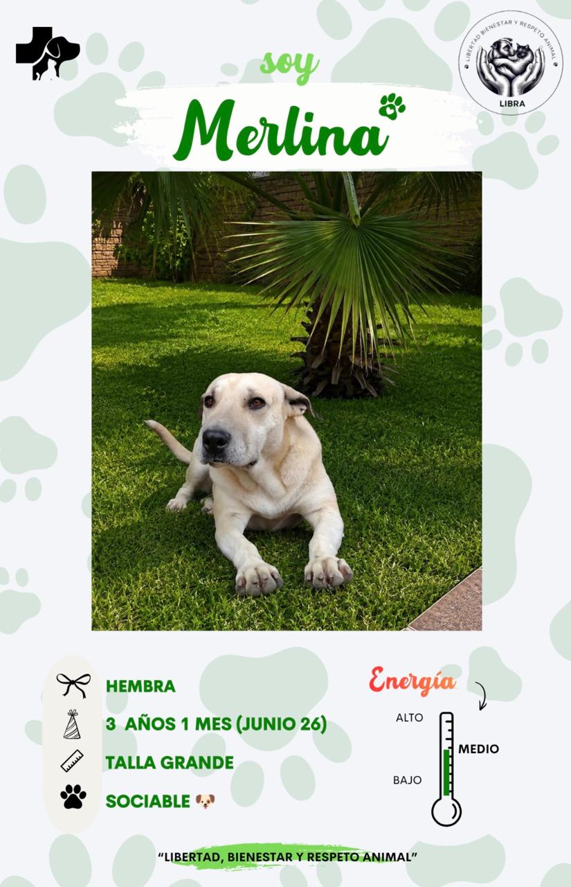 Perro en adopción: Merlina