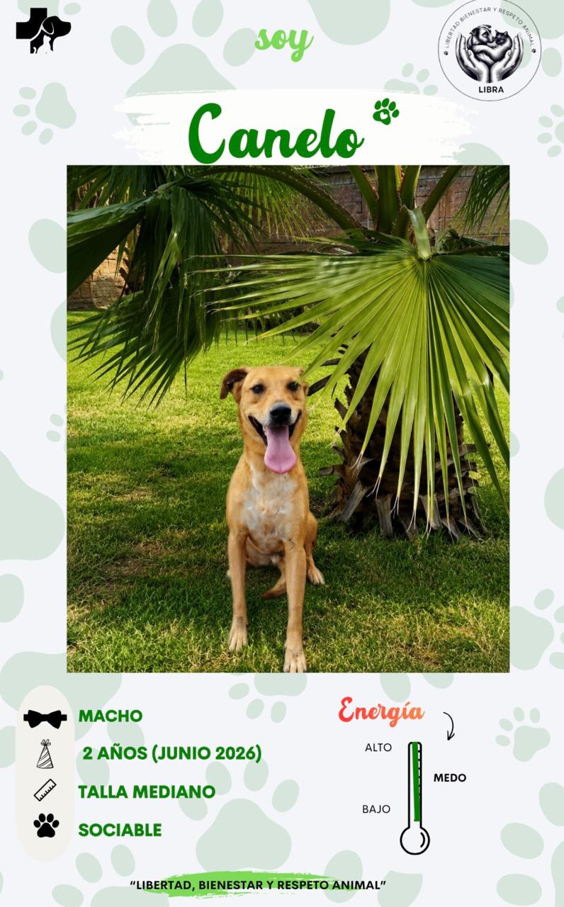 Perro en adopción: Canelo