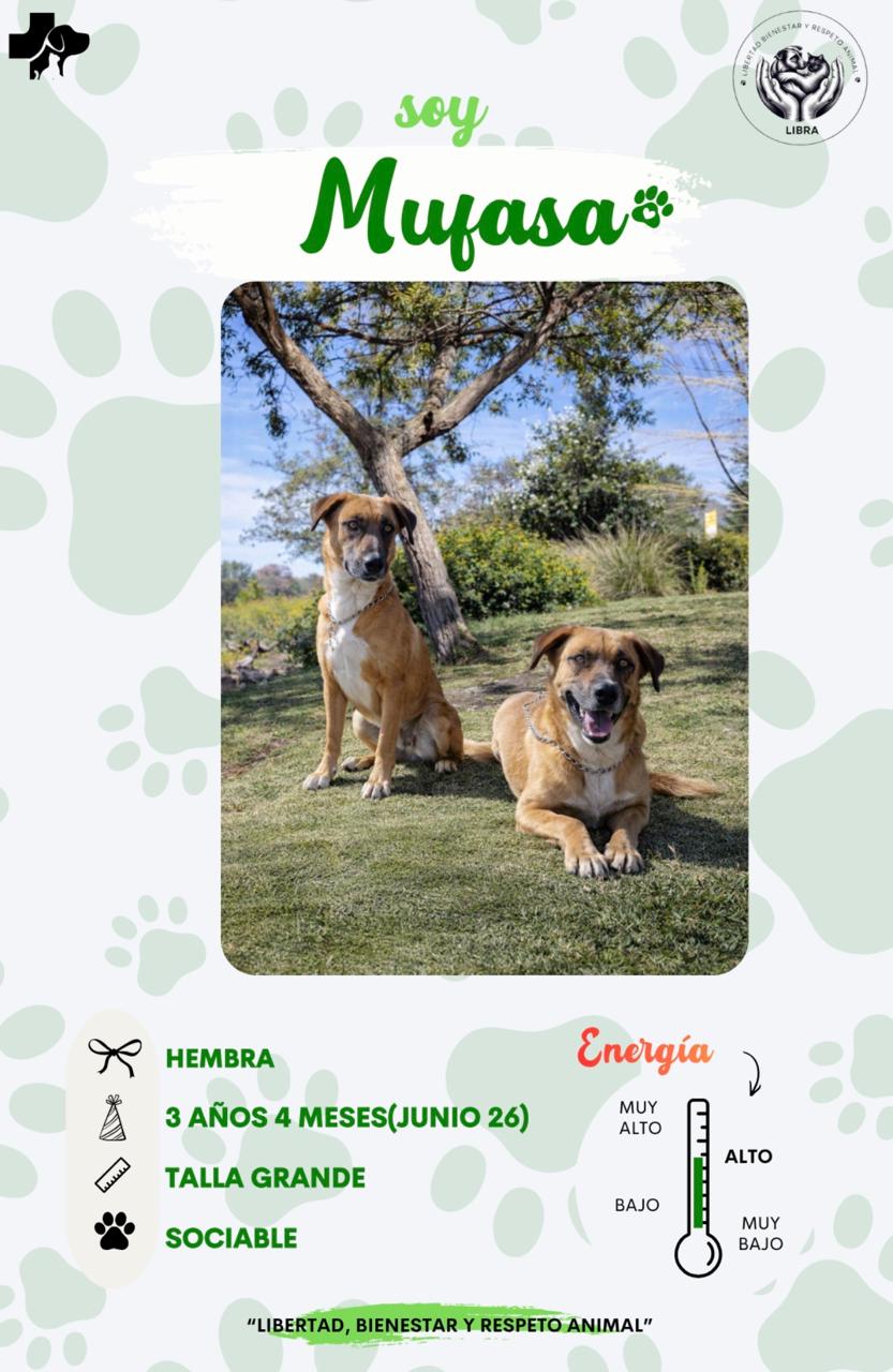 Perro en adopción: Mufasa