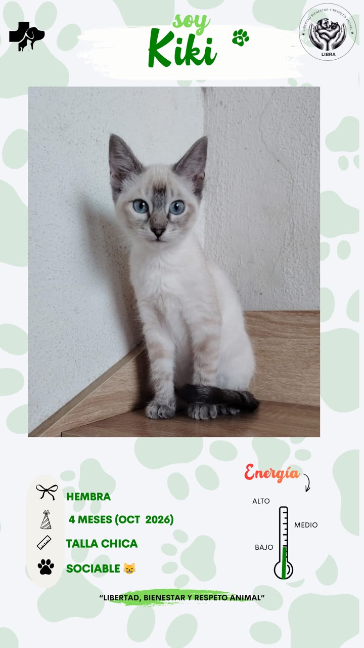 Gato en adopción: Kiki
