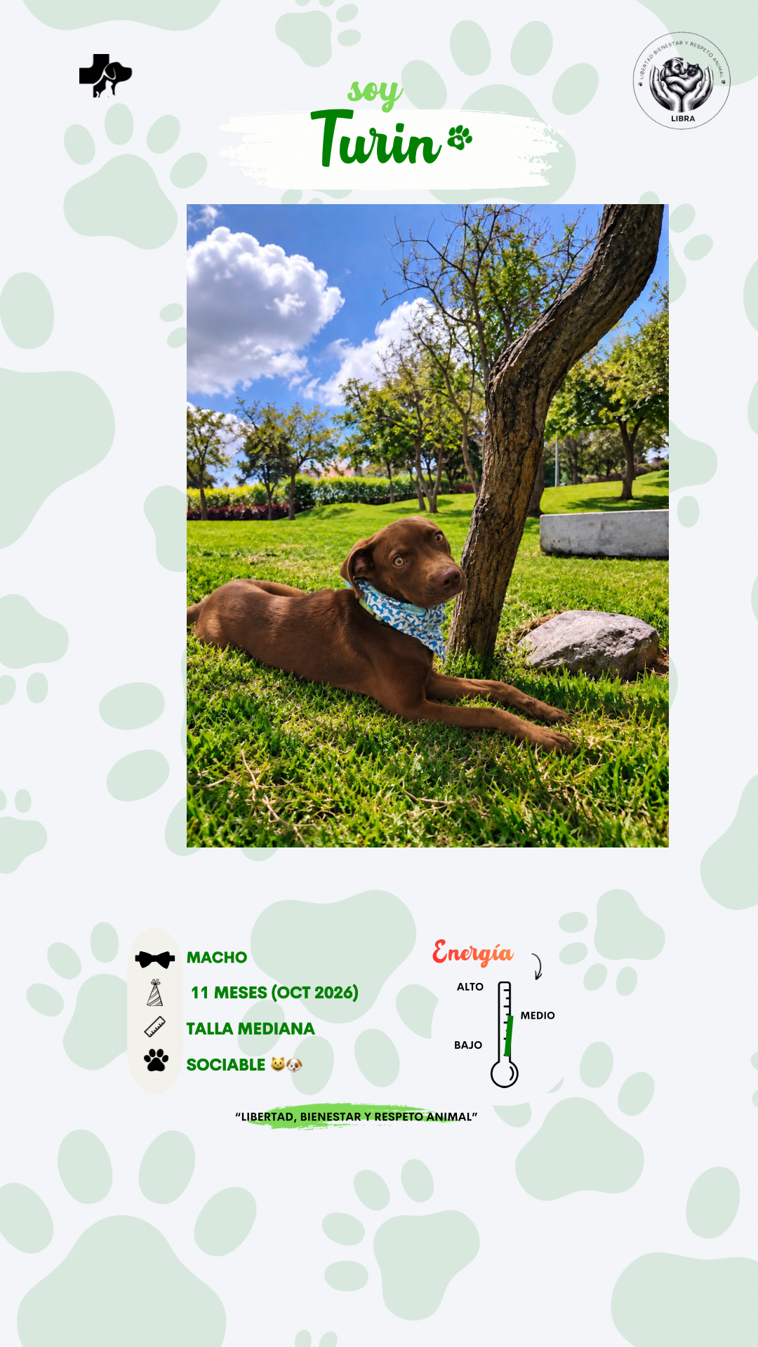 Perro en adopción: Turin