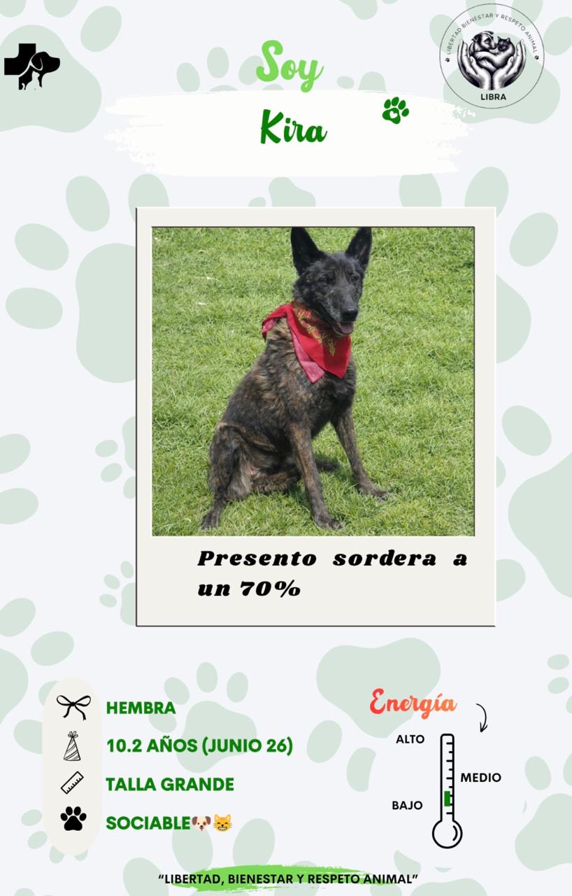 Perro en adopción: Kira