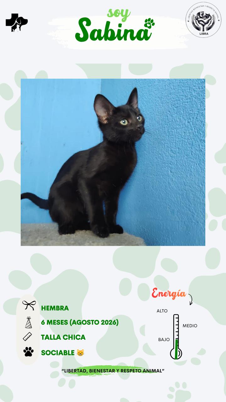 Gato en adopción: Sabina