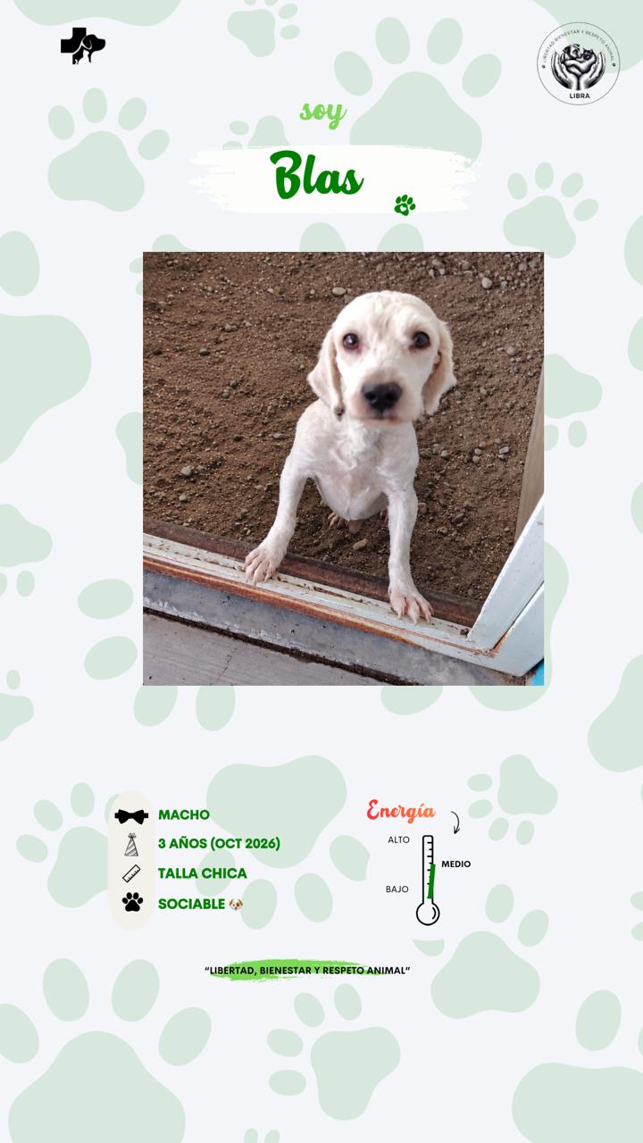 Perro en adopción: Blas