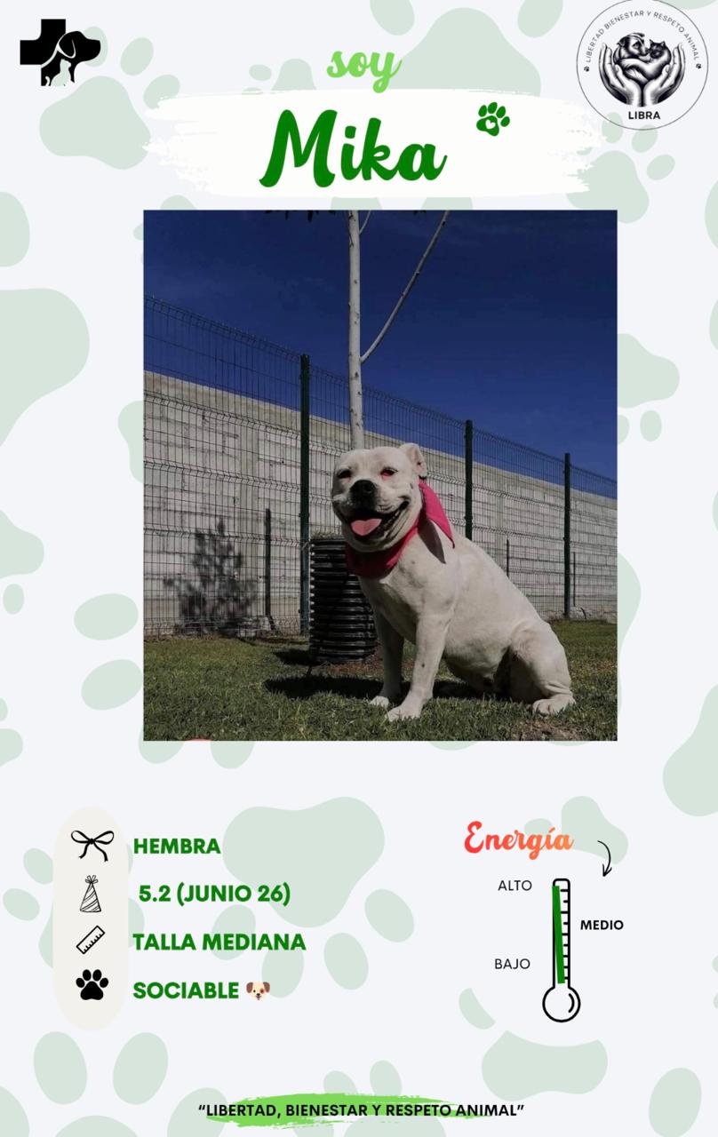 Perro en adopción: Mika
