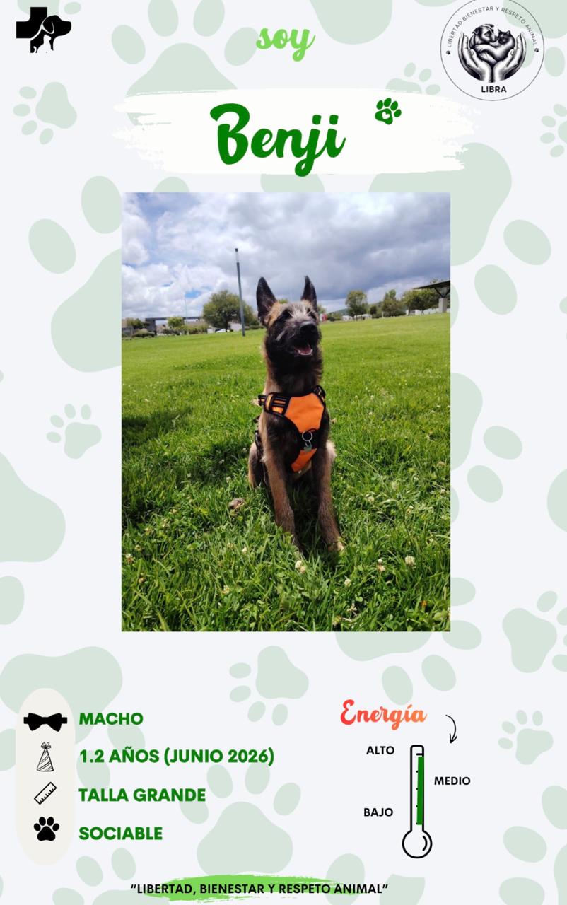 Perro en adopción: Benji
