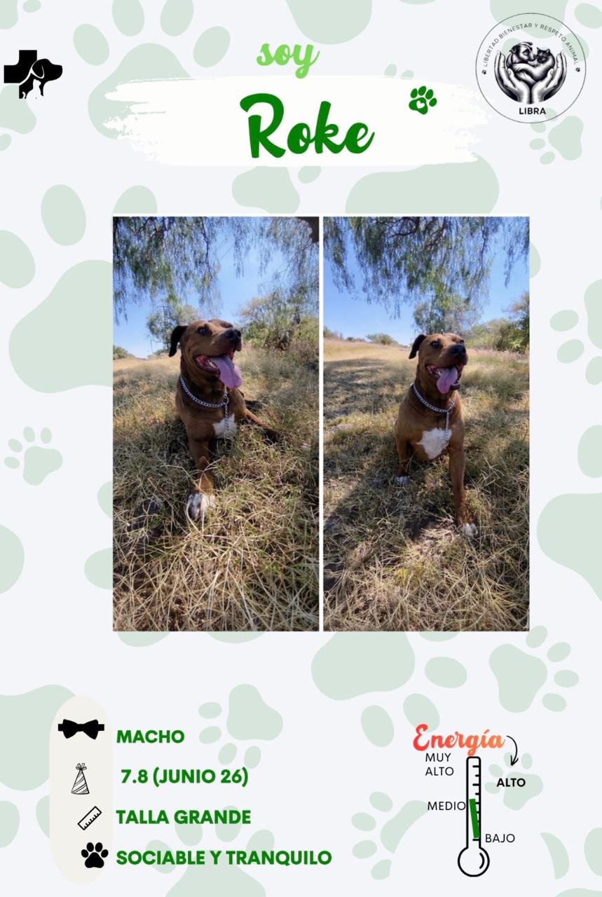 Perro en adopción: Roke