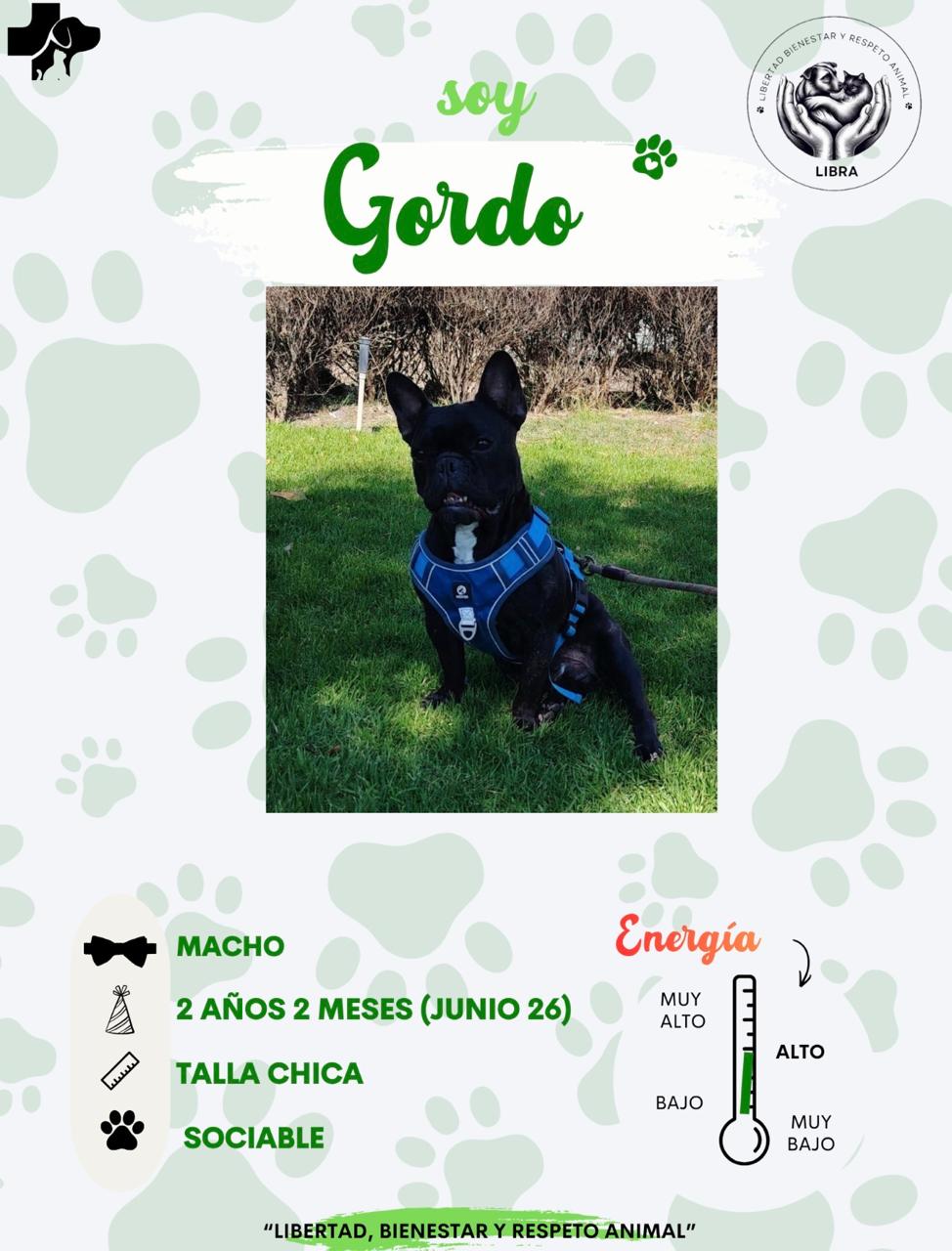 Perro en adopción: Gordo
