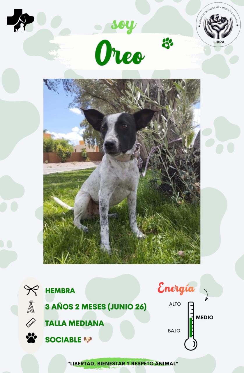 Perro en adopción: Oreo