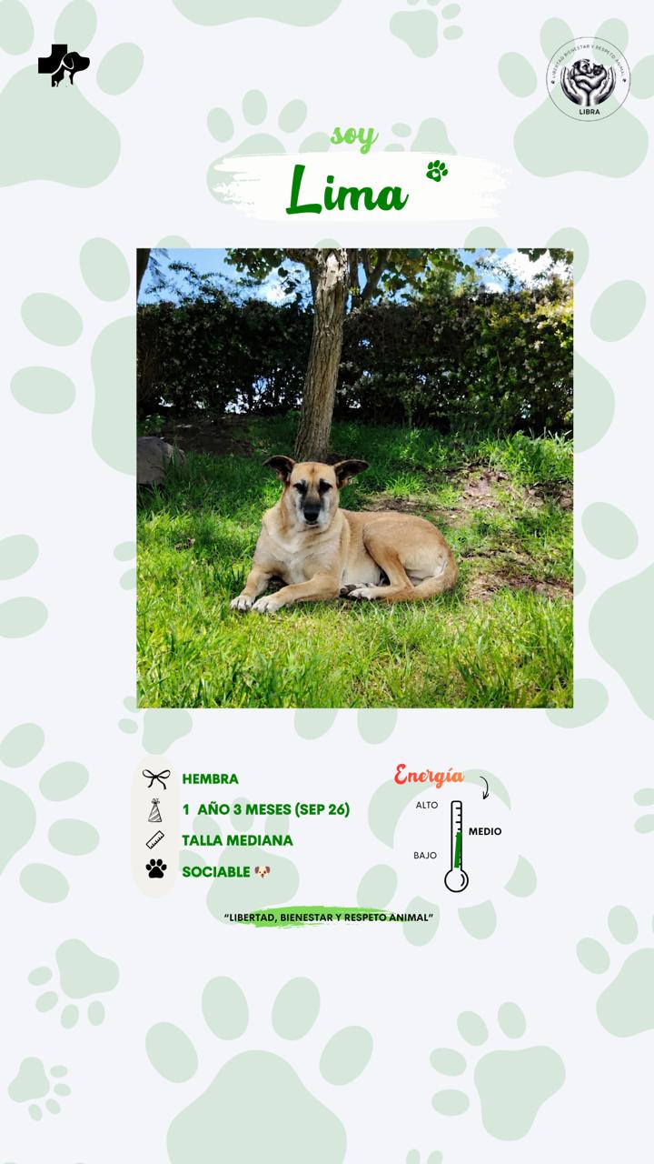 Perro en adopción: Lima