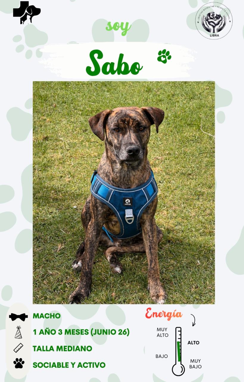 Perro en adopción: Sabo