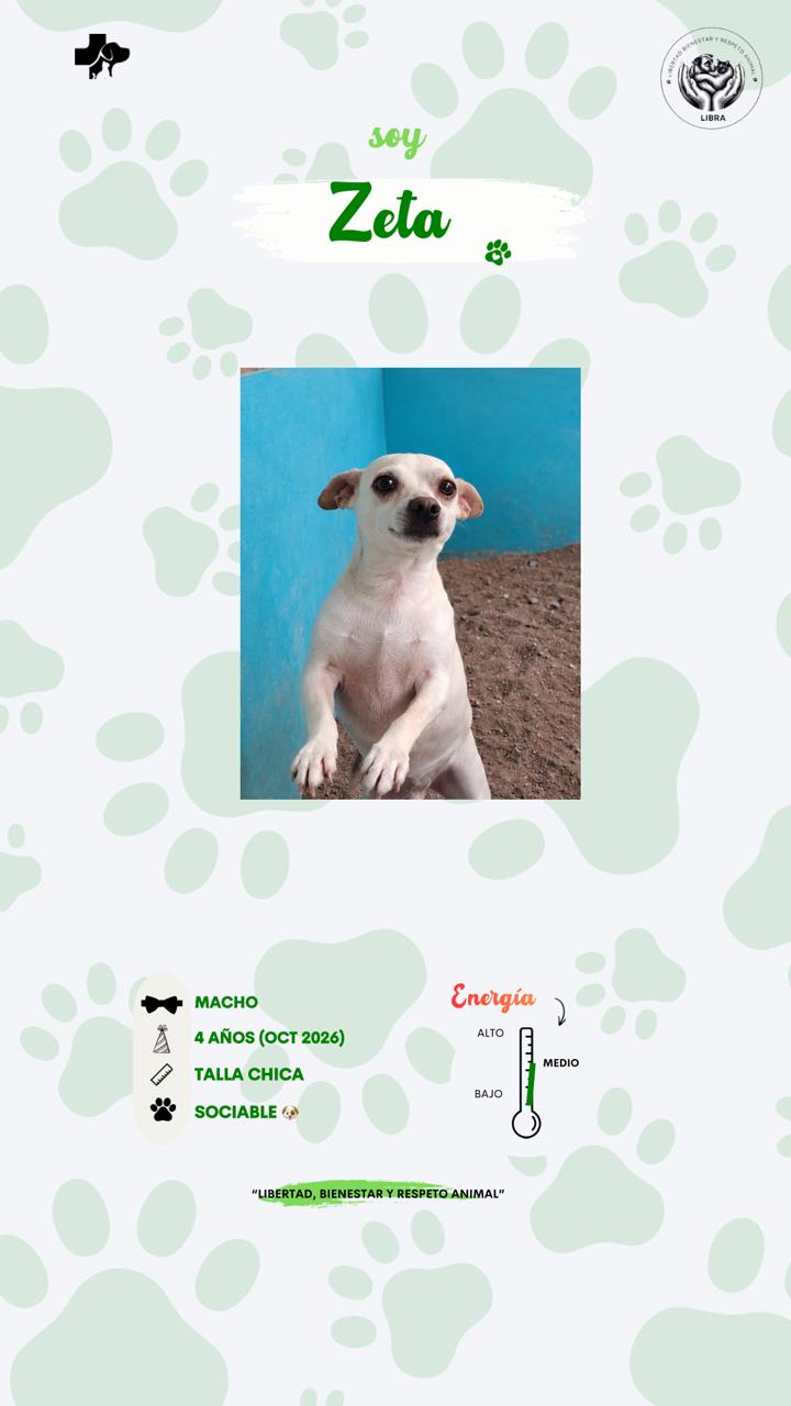 Perro en adopción: Zeta
