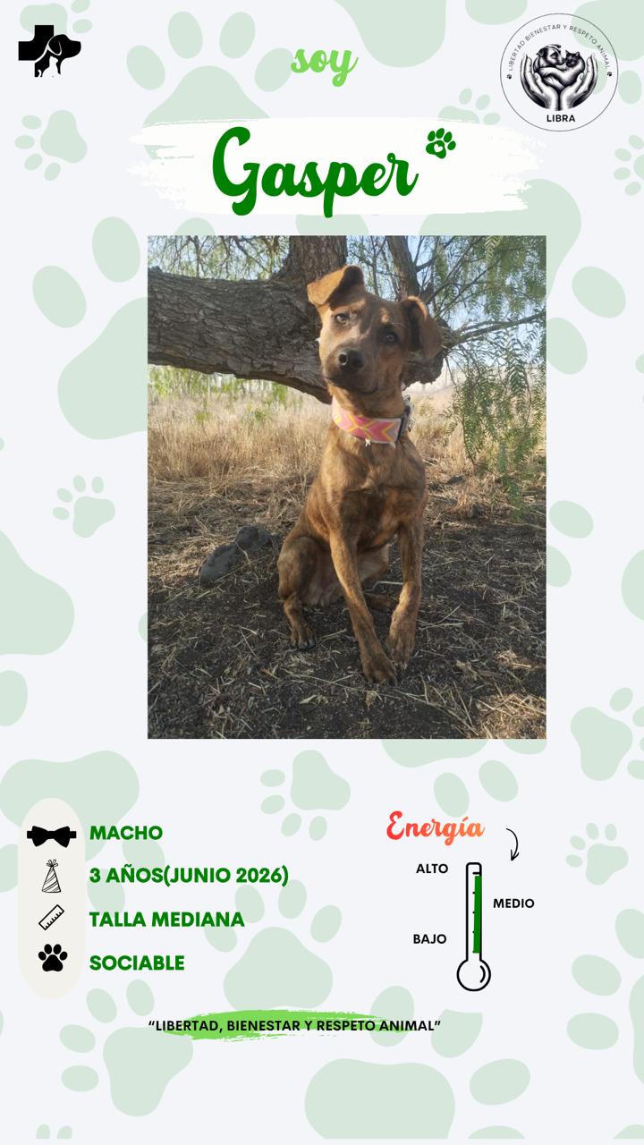 Perro en adopción: Gasper