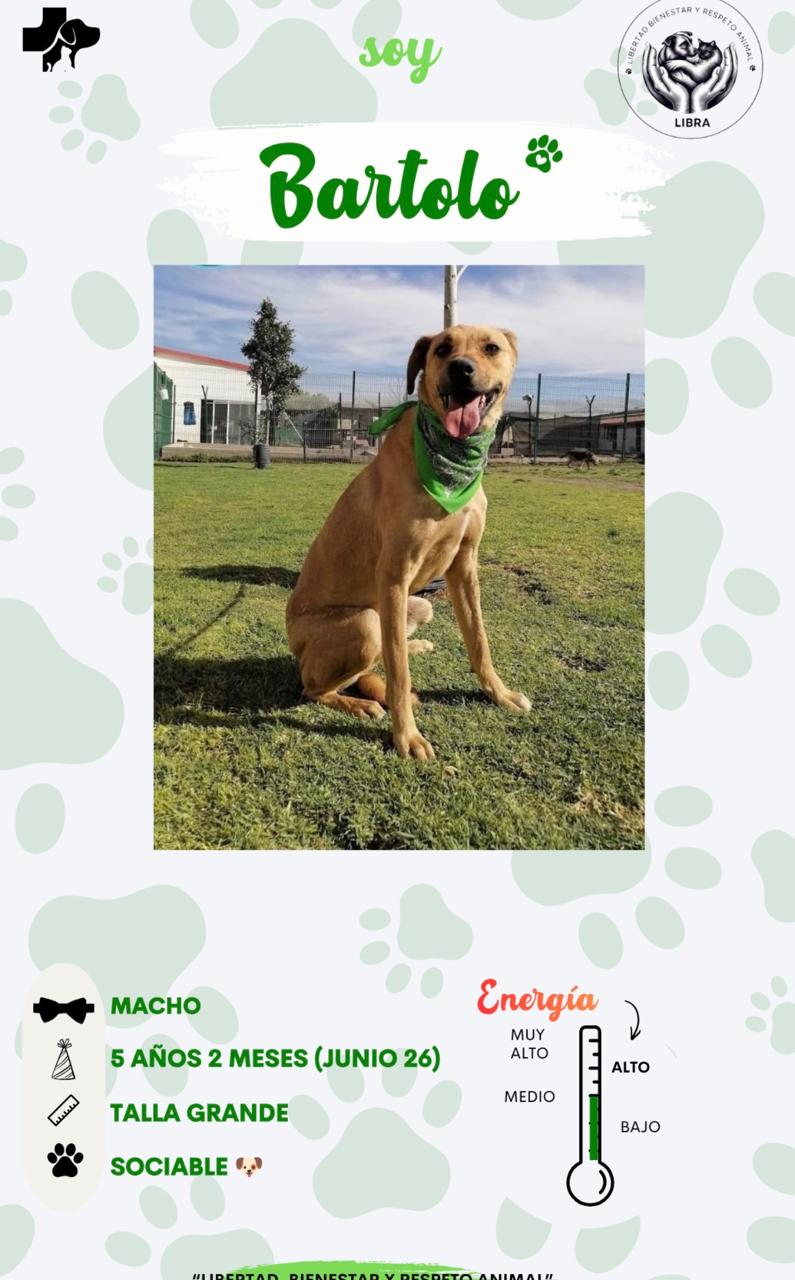 Perro en adopción: Bartolo
