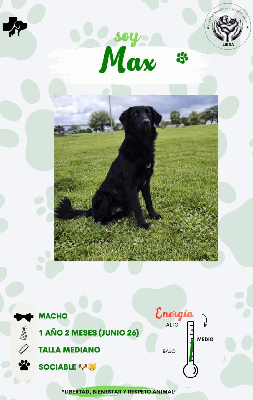 Perro en adopción: Max