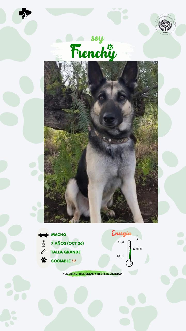 Perro en adopción: Frenchy