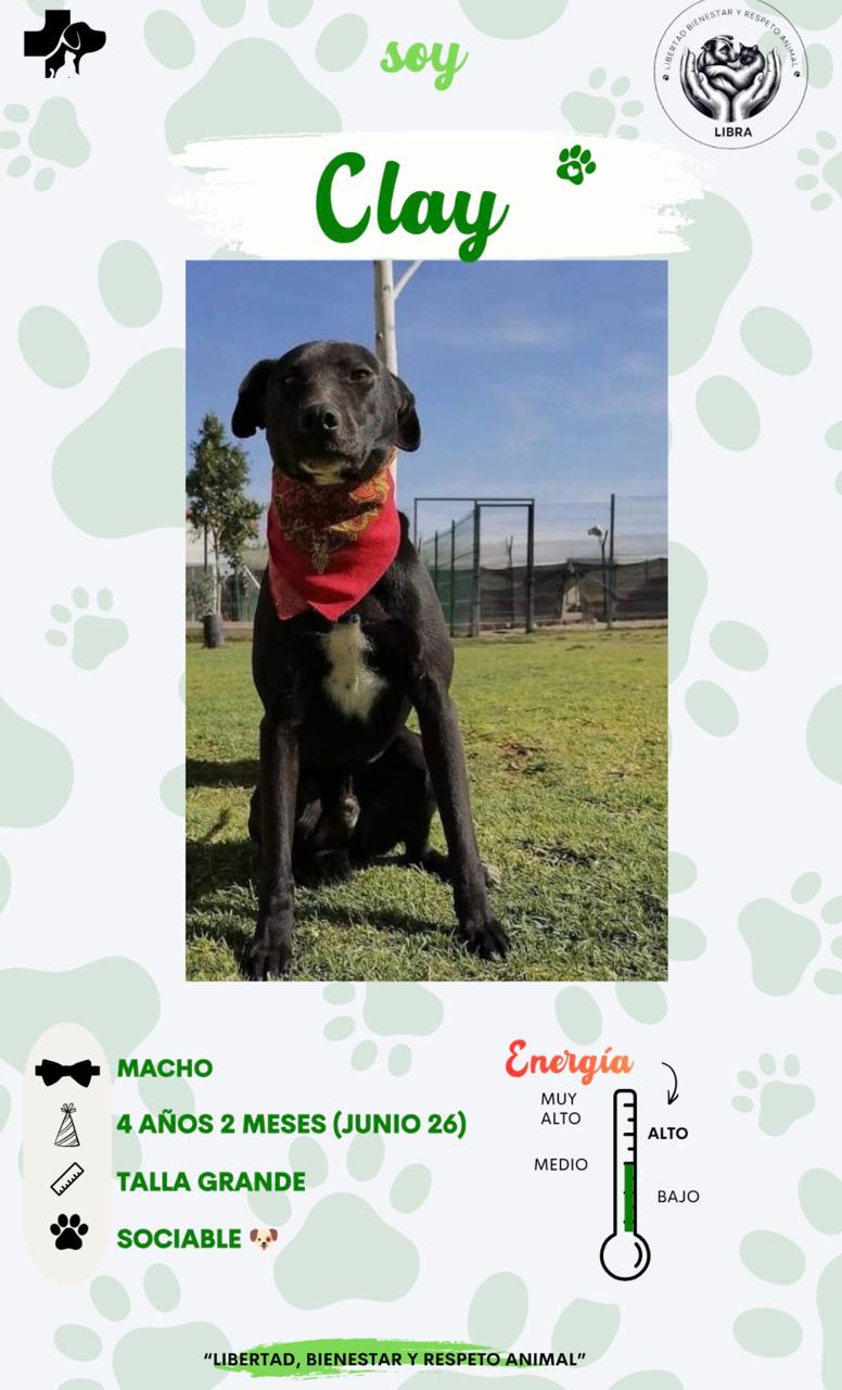 Perro en adopción: Clay