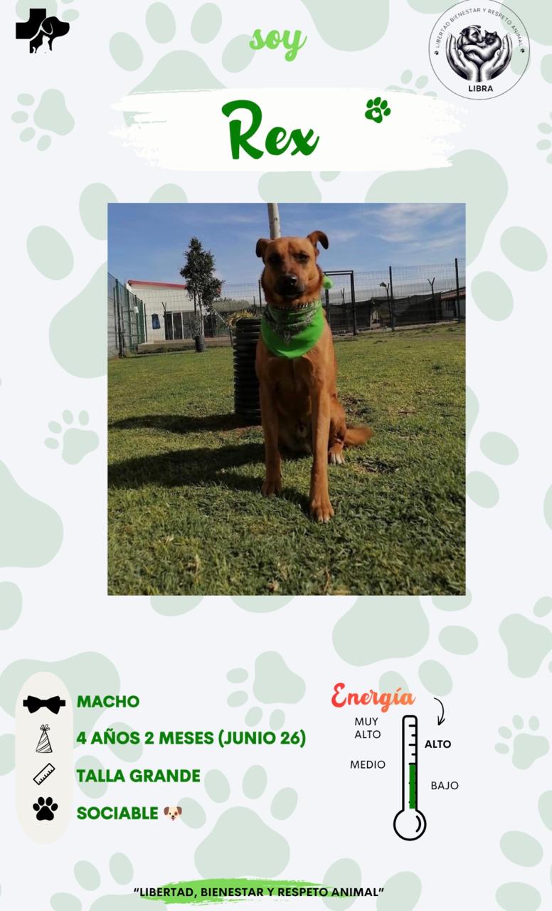 Perro en adopción: Rex