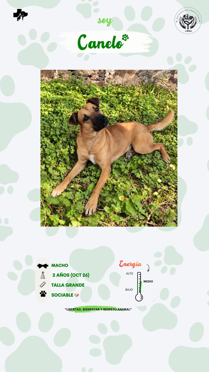 Perro en adopción: Canelo 2