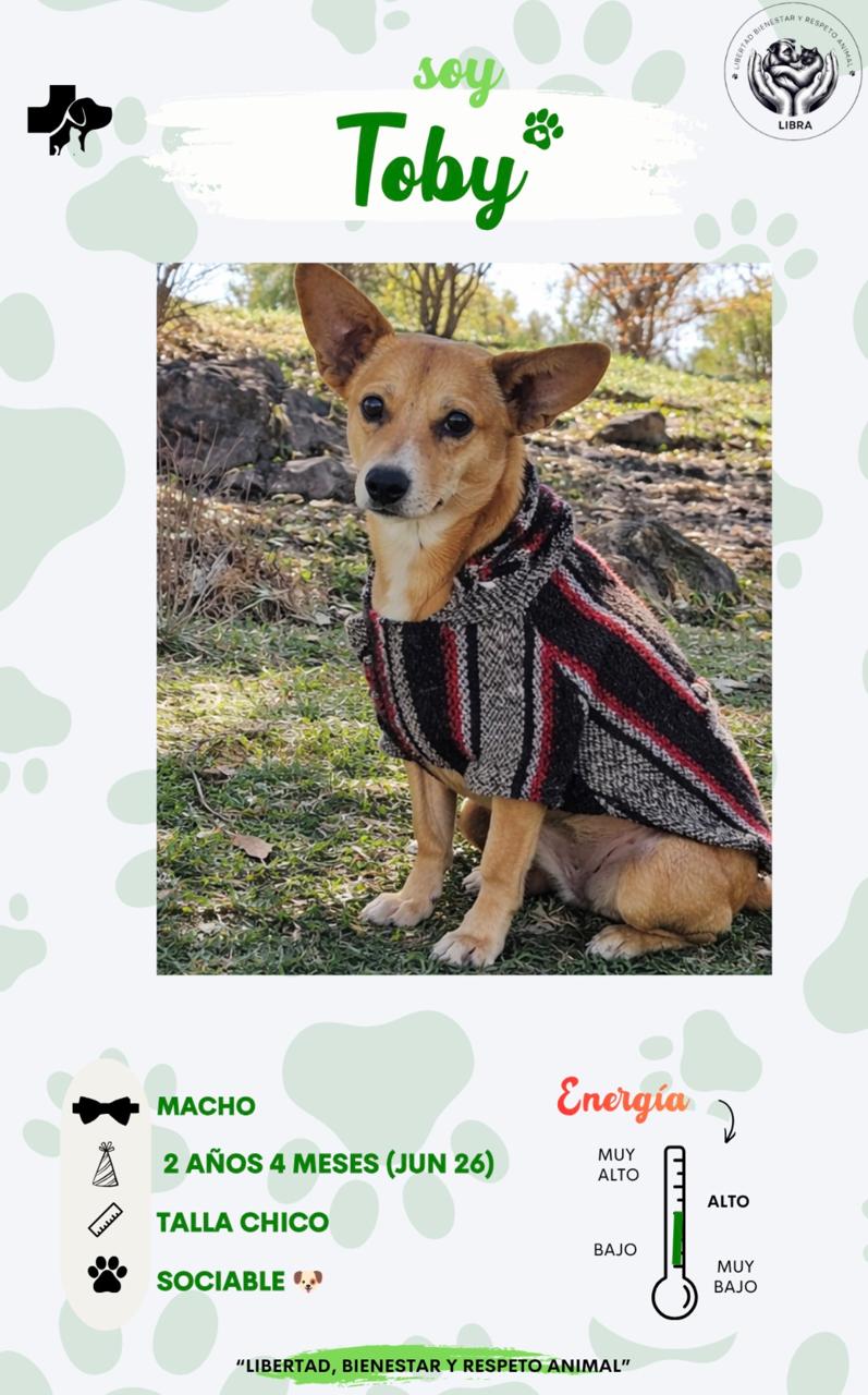 Perro en adopción: Toby