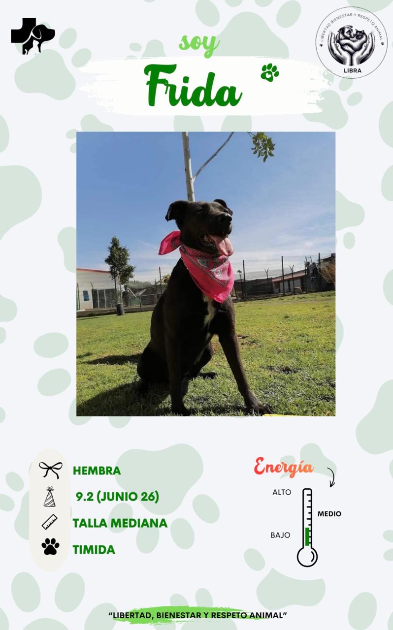 Perro en adopción: Frida